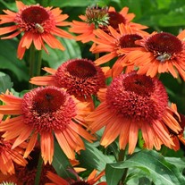 Echinacea – Carrot Cake Coneflower