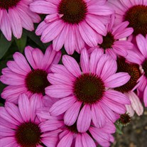 Echinacea 'The Fuchsia is Bright' 