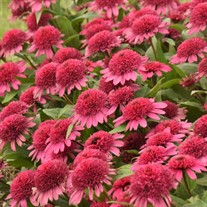 Echinacea 'Raspberry Beret'DOUBLE CODED™ Collection