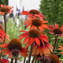 Echinacea SunSeekers® Orange