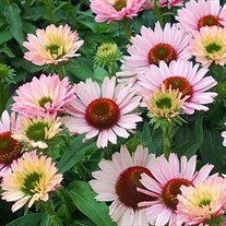 Echinacea SunSeekers Salmon Coneflower