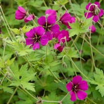 Geraniuum 'Ann Folkard'