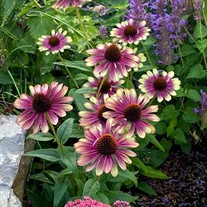 Echinacea ‘Sweet Sandia’