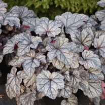 Heuchera 'Frosted Berry'  DOLCE series