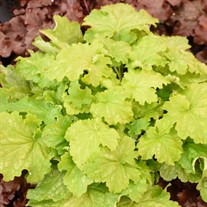 Heuchera 'Ball Gown' DRESSED UP Series