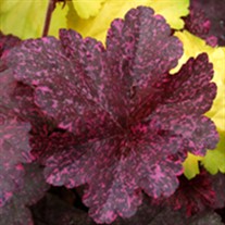 'Midnight Rose' Coral Bells