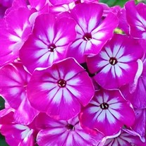 Phlox 'Modern Art'