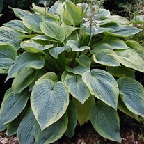 Hosta 'Alvatine Taylor'