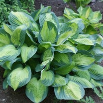 Hosta 'Captain Kirk'