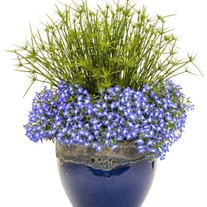 Graceful Grasses Queen Tut Dwarf Papyrus Cyperus prolifer