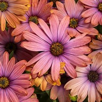 Bright Lights Horizon Sunset African Daisy Osteospermum hybrid
