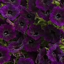 Supertunia Mini Vista Midnight Petunia hybrid