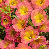 Supertunia® Persimmon Petunia hybrid