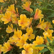 Alstroemeria 'Golden Tiara' PPAF