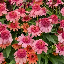 Echinacea 'Rainbow Sherbet' PPAF DOUBLE DIPPED™ Series