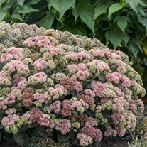 Sedum 'Coraljade' ROCK 'N GROW® Collection
