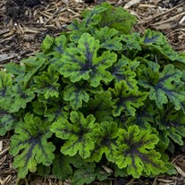 Tiarella 'Fingerpaint' Foamflower