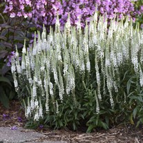 Veronica 'White Wands' MAGIC SHOW® Collection