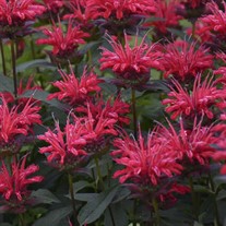 Monarda 'Red Velvet' UPSCALE Series