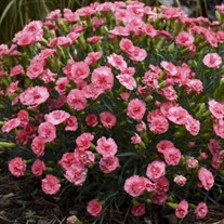Dianthus 'Classic Coral' FRUIT PUNCH® Series