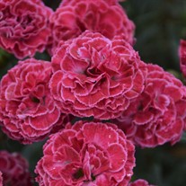 Dianthus 'Raspberry Ruffles' FRUIT PUNCH Series