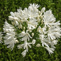 Agapanthus 'White Superior'
