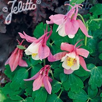 Spring Magic® Rose & White