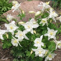 Aquilegia Spring Magic® White Columbine