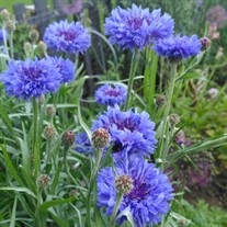 Centaurea cyanus 'Blue Boy'