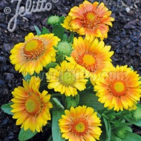 Gaillardia Mesa™ Peach
