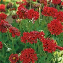 Gaillardia Globe Red