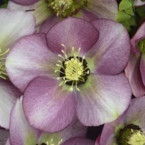 Helleborus 'Paris in Pink' HONEYMOON® Series