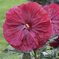 Hibiscus 'Blackberry Merlot'