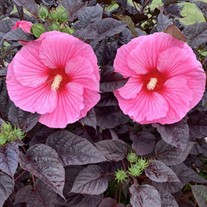 Hibiscus 'Edge of Night' SUMMERIFIC® Collection