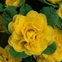 Primula  Belarina® Buttercup Primrose