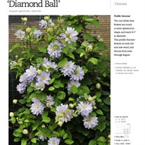 ‘Diamond Ball’  Clematis 