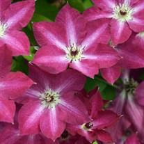 Clematis 'Viva Polonia'