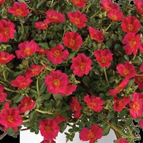 Portulaca 'Pazazz Deep Pink'
