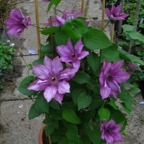 Clematis ‘Purple Climador’