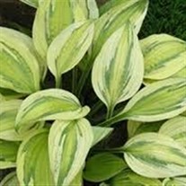 Hosta Captain’s Adventure