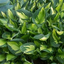 Hosta Colored Hulk