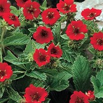 'Scarlet Dreams'  Cinquefoil