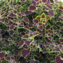 Coleus 'Great Falls Niagara'