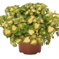 Coleus Great Falls Yosemite