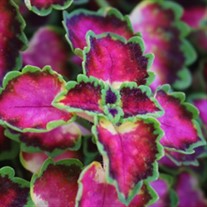 Coleus Great Falls Angel