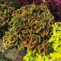 Coleus Main Street 'Alligator Alley