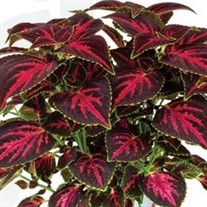 Coleus 'Main Street Orchard Road'