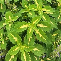 Coleus Stained Glassworks 'Palisade'