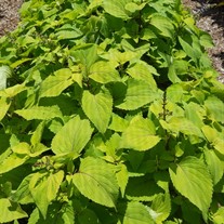 Stained Glass Works 'Big Blonde'