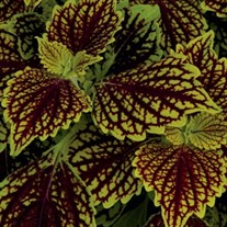 Coleus Main Street Venice Boulevard